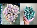 10 Variedades de Pachyphytum