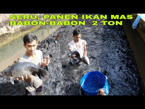 SERU, PANEN IKAN MAS BABON-BABON SEBANYAK 2 TON