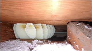 Honeycomb Horror! Removing a Secret Beehive in the Attic (You Won't Believe What We Found!) by Zepol Labs Pest Control 153 views 10 months ago 3 minutes, 16 seconds