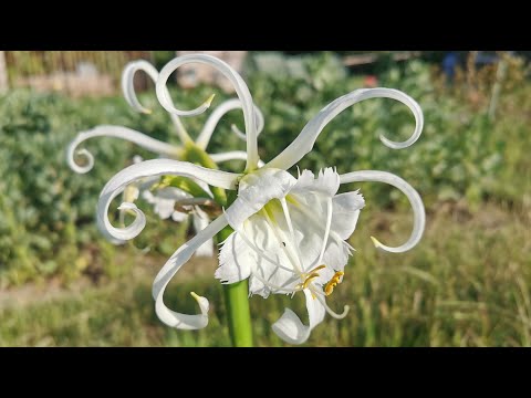 Peruvian Daffodil, Hymenocallis festalis