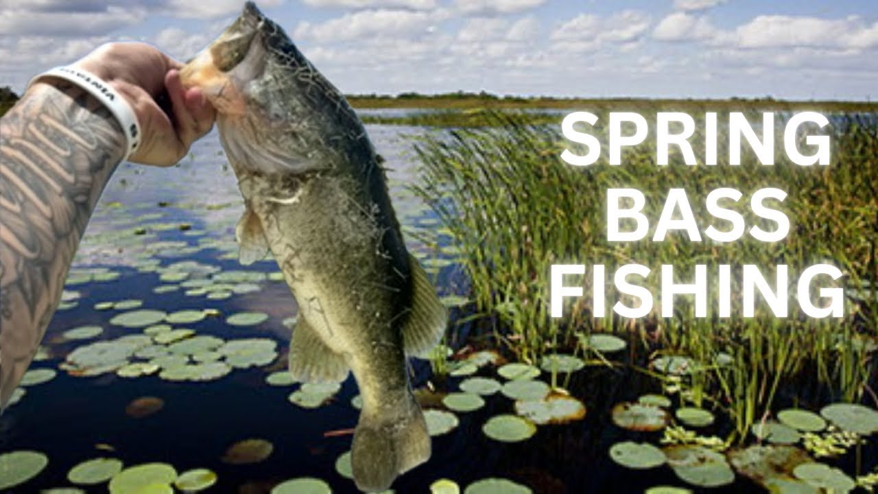 SPRING Bass Fishing in Florida For LARGEMOUTH BASS!