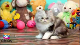 Persian Extreme Punch Face Cat - Most Funny Playful Cat - Funny Video - Cats Dug