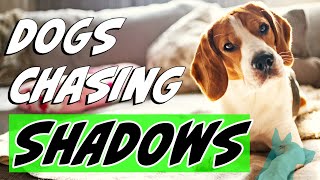 Why do dogs chase shadows & reflections? Profile