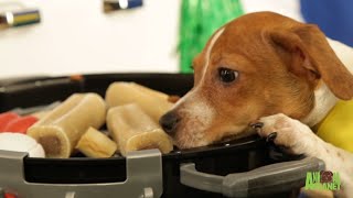 Puppy Bowl Spot Center