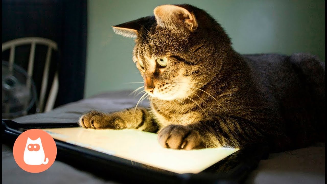 Jogos Para Gatos – Apps no Google Play
