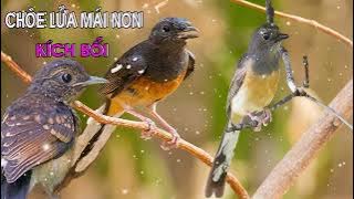 Tiếng Chòe Lửa Mồi | chòe lửa non hót hay | Kích Chim Bổi Tuyệt Vời