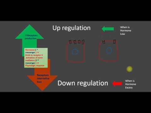 regulation or down regulation of hormone availability in different situations - YouTube