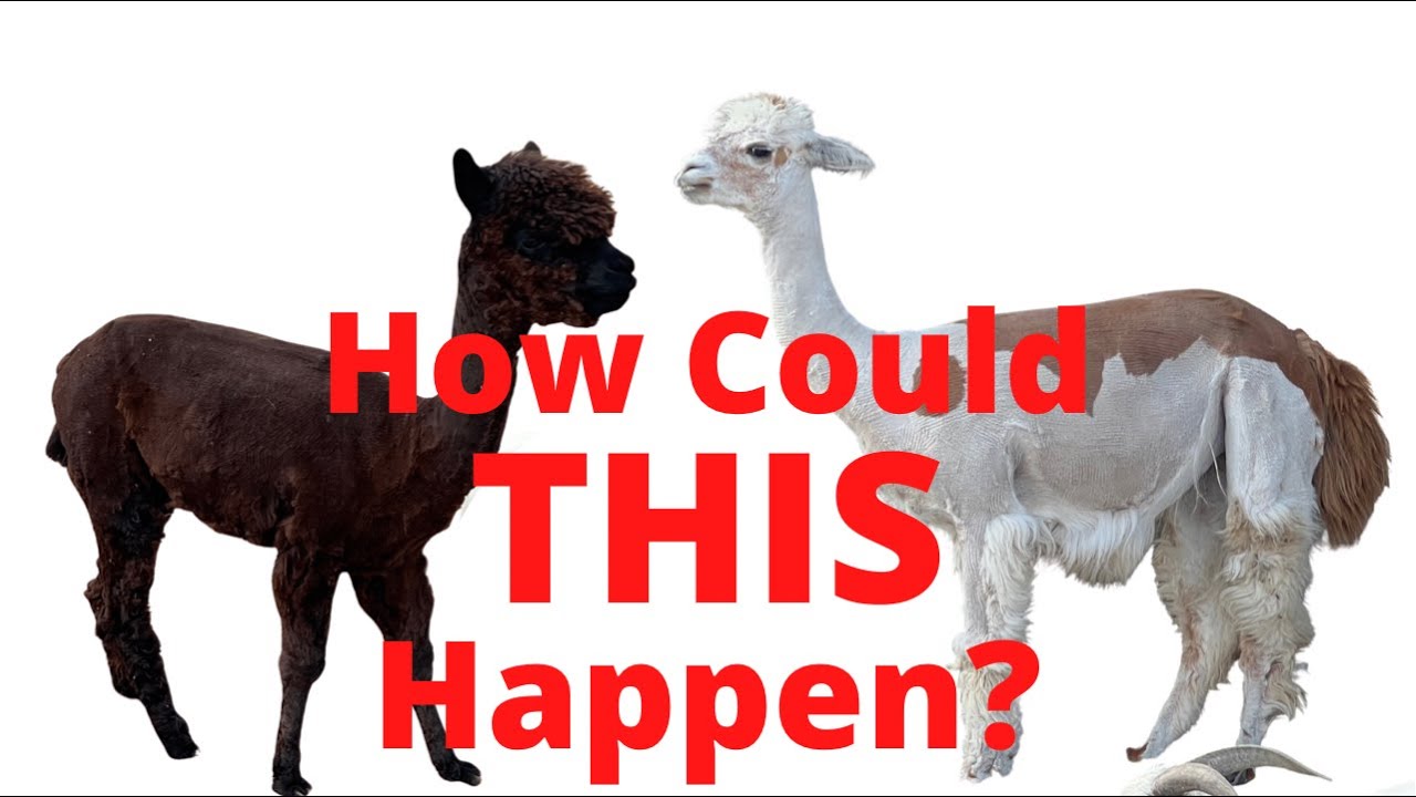 Annie’s Haircut Holds a Crazy Surprise - YouTube