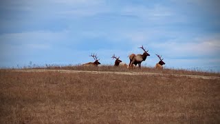 Maxwell Wildlife Refuge near Canton Kansas