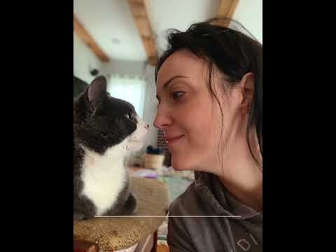 Cats Are Cooler Than Dogs. (I Seem Fun Podcast, Jen Kirkman)