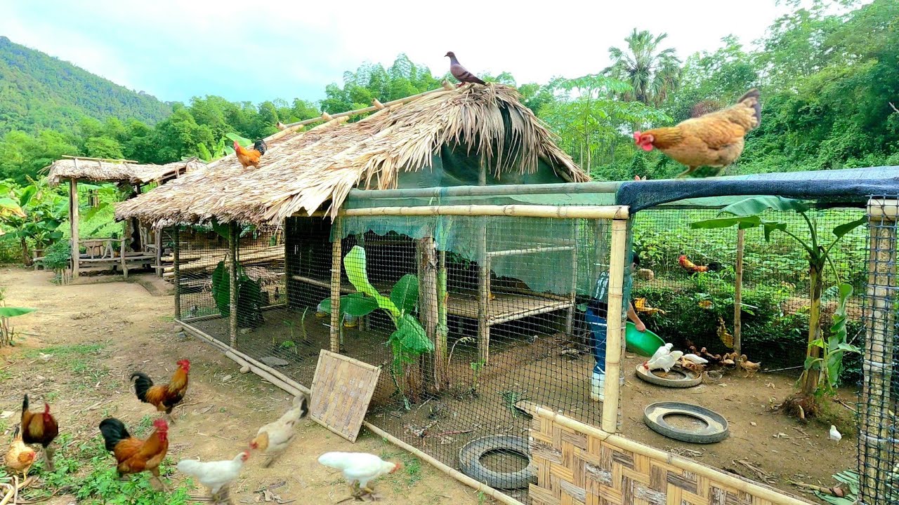 Полностью построенный курятник из бамбука, уход за животными | Самодостаточная жизнь в лесу