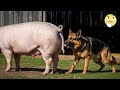 Can A Dog And A Pig Merge The Result Is Stranger Than Fiction 