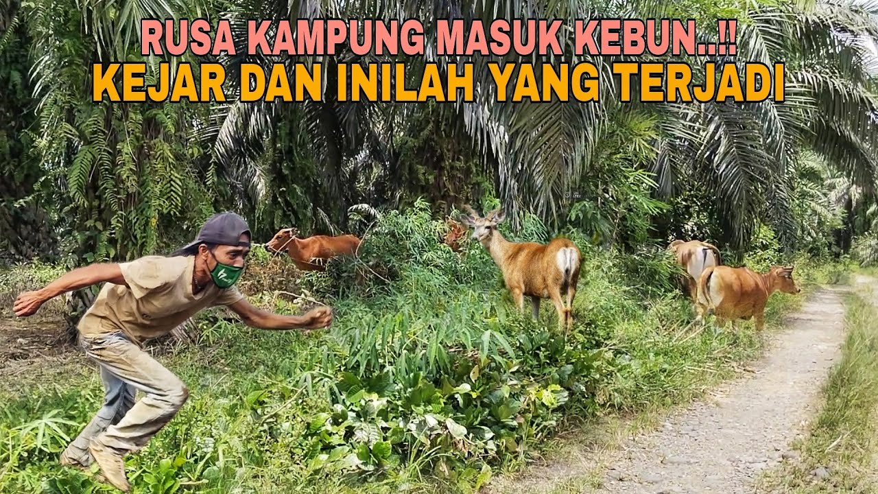 RUSA KAMPUNG MASUK KEBUN..!! KEJAR DAN INILAH YANG TERJADI