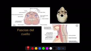 ANATOMÍA DE CUELLO (parte 1)