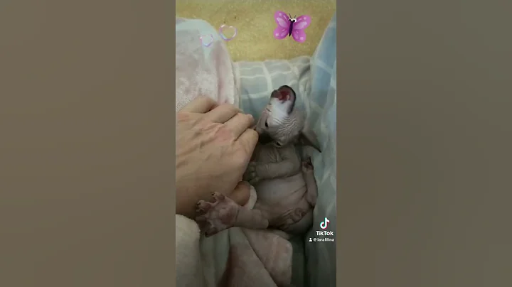 Video 8952611: sphynx sphinx, cute sphynx baby kitten, sphynx kitten cute funny, gato sphynx, sweet sphynx