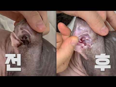 스핑크스 고양이 왕건이 귀청소 끝판왕😱