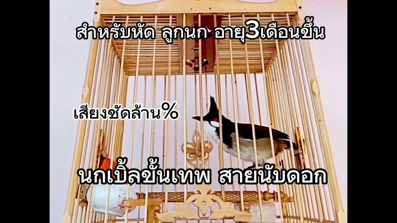 สำหรับสอนนกเบิ้ล หัดลูกนกอายุ3เดือนขึ้นไป สายนับดอก เบิ้ล2_3 ชัดๆ#นกกรงหัวจุก#นกกรงหัวจุกเบิ้ลอาชีพ