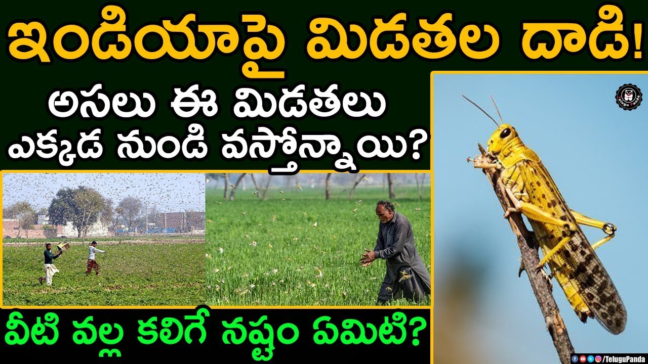 Swarm Of Locusts Damaging Crops In India ఇండియాపై మిడతల దాడి Telugu Panda YouTube