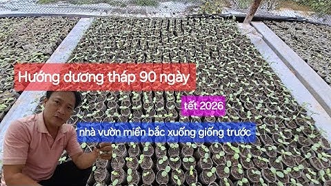 Hướng dương tháp 90 ngày ra bầu chuẩn bị giao nhà vườn miền bắc để trồng chậu nở hoa đúng Tết 2026