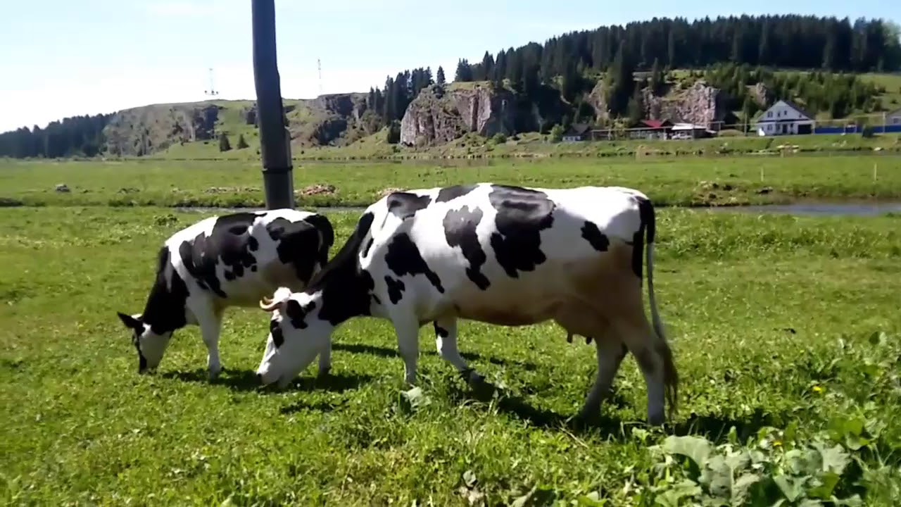 На лугу пасутся ко... - YouTube