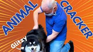 POMSKY with SHARP BACK PAIN gets INSTANT RELIEF ~ Chiropractic Adjustment