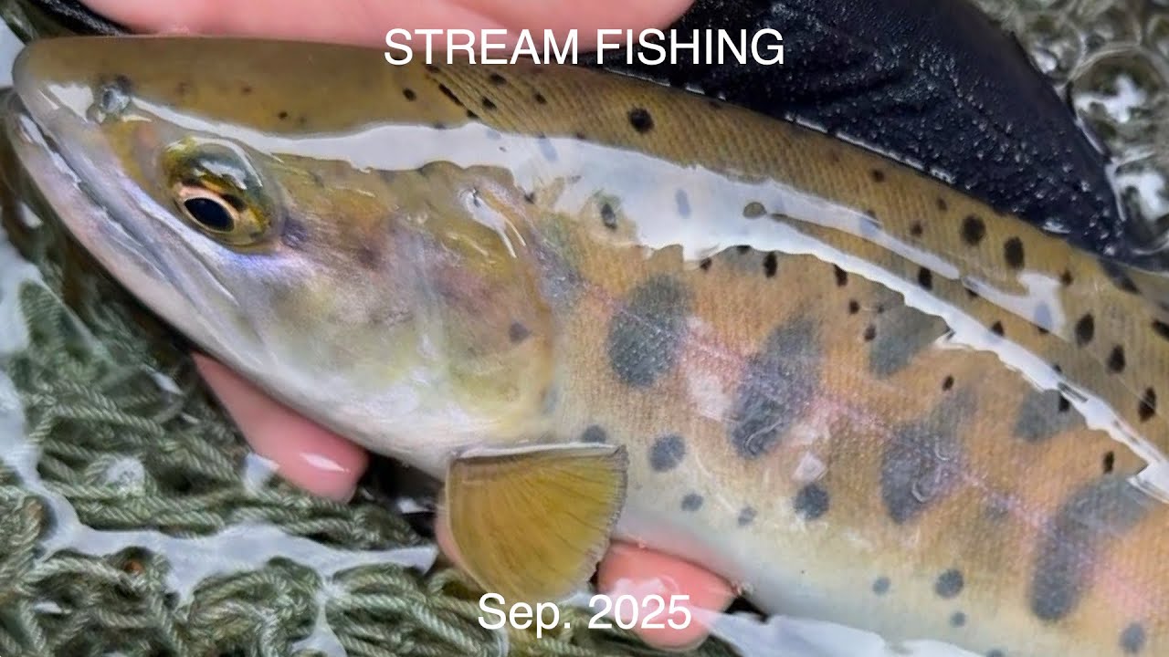 秋の渓流、手ごわいヤマメと癒しのイワナたち【渓流釣り】