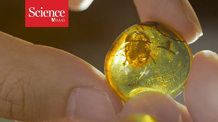 Fossils in amber offer an exquisite view on dinosaur times—and an ethical minefield - DayDayNews