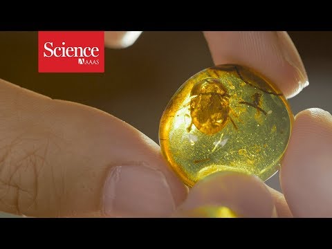 Video: How Amber Is Formed