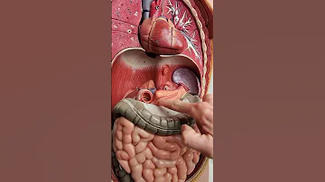 أين يقع البنكرياس والكبد Anatomy Of Pancreas 