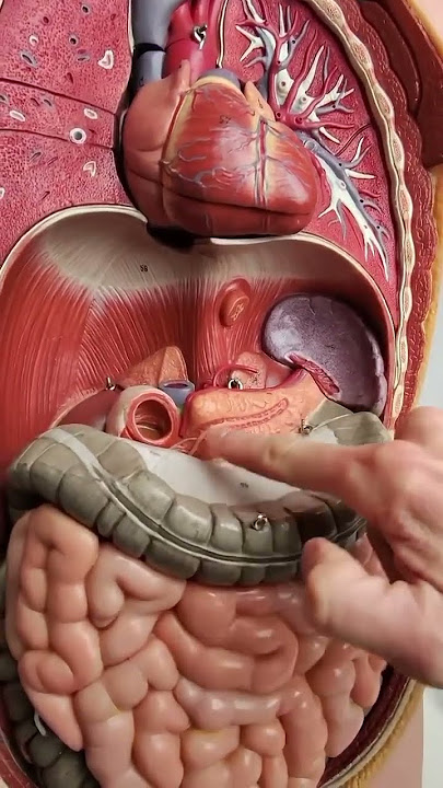 أين يقع البنكرياس والكبد| Anatomy of Pancreas