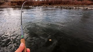 The Arkansas Rivers Finest Fly Fishing!!! (Best Timing for Large Fish)