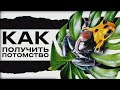 РАЗВЕДЕНИЕ ДРЕВОЛАЗОВ ДОМА 🐸 Рыбалтовский о секретах успеха
