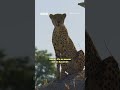 The highs and lows of filming a cheetah - BBC