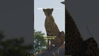 The highs and lows of filming a cheetah - BBC