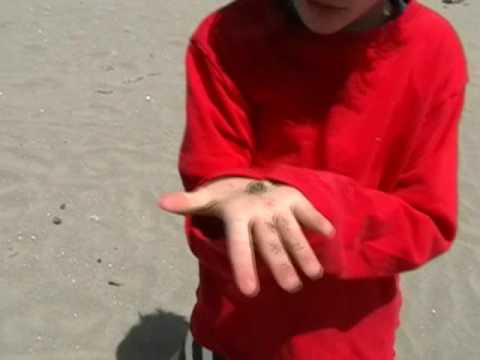 Small round jellyfish wash up on beach at Bodega B...