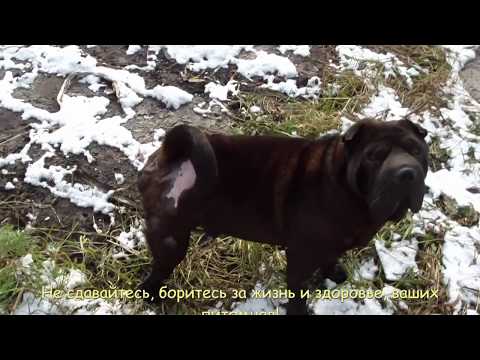Наш пес, Лаки здоров.