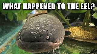 ELECTRIC EEL AQUARIUM UPDATE