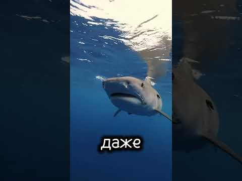 🦈 «Хозяйка глубин: тайны акульего царства» #акула #водныймир #интересно