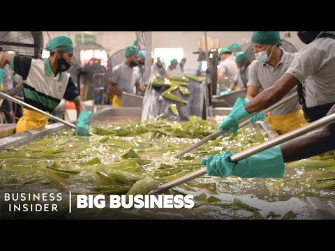 How 1.5 Million Aloe Vera Leaves Are Harvested A Week | Big Business