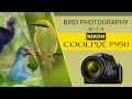 Bird Photography with Nikon Coolpix P950 | 40+ HD Photo Samples