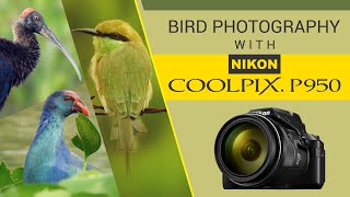 Bird Photography with Nikon Coolpix P950 | 40+ HD Photo Samples