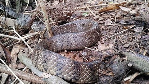 Thăm Lưới Bẫy Rắn Tàng Hình Hạ Gục Nhiều Con Rắn Sau Trận Mưa Lớn