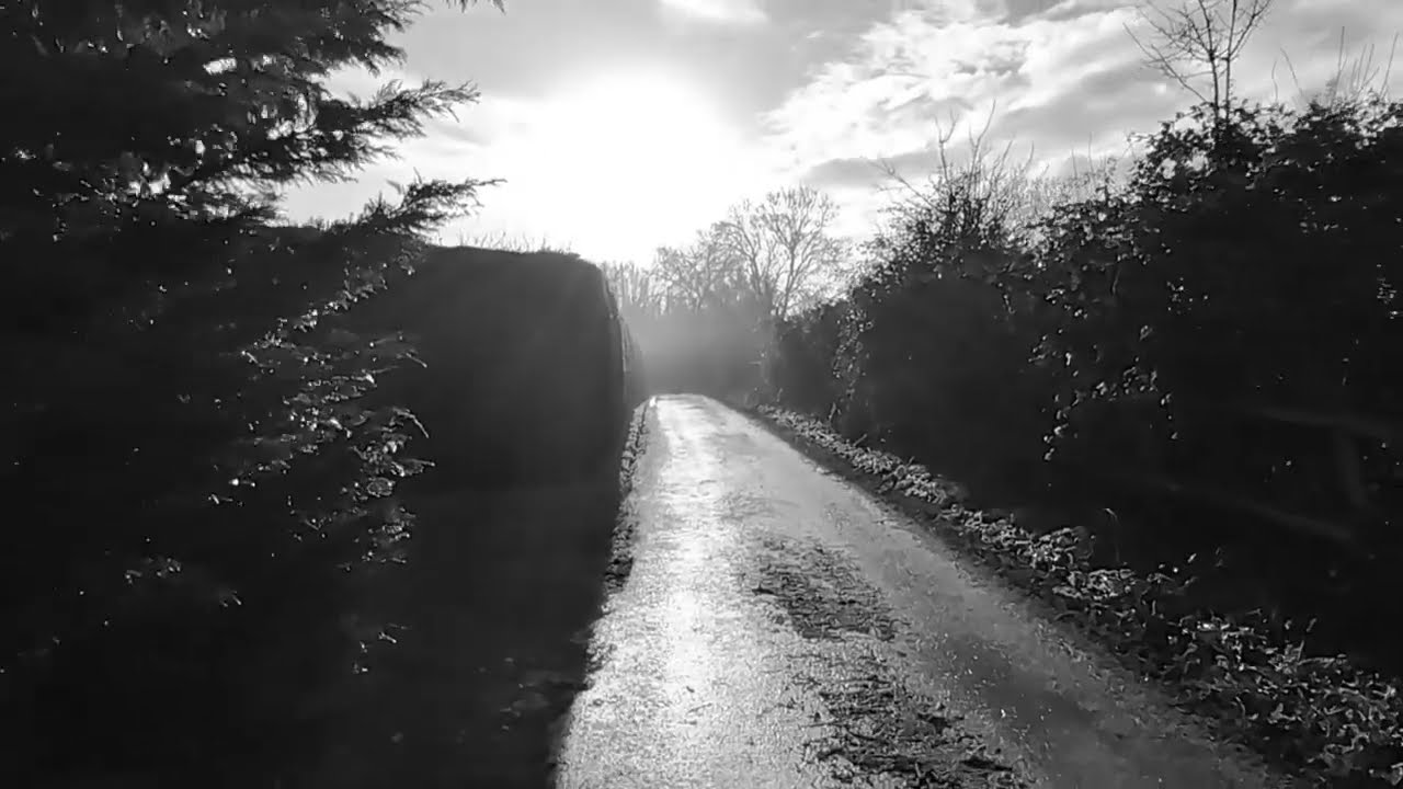 The oak tree / A tölgyfa