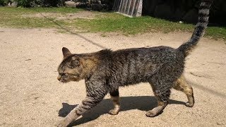 晴れた日の広場で野良猫をモフモフする