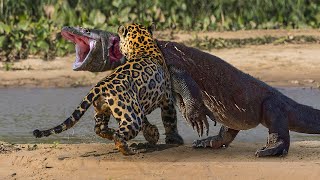 Pertarungan Komodo VS Jaguar, Komodo Kalah Dengan Mudah?