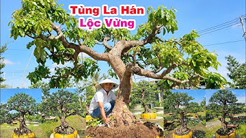 Lê Khải 15/4 toàn cây Vip - Tùng Đọt Vàng tài lộc, Tùng La Hán bonsai, Lộc Vừng 65