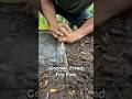 Coconut front Fire plow #primitivefirelighting #bushcraft