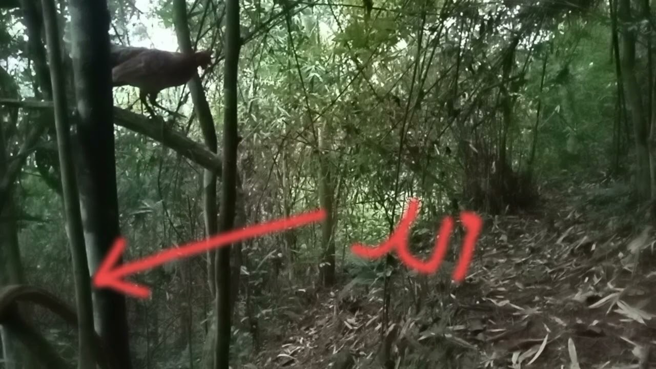 #ຕໍ່ໄກ່ປ່າ#dib qaib qus tuaj zoo heev 20/11/2024