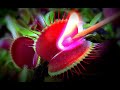 fire and flame / Venus flytrap - Venusfliegenfalle