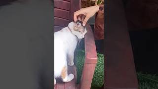 #cat #bezubaanpet #cutie #😸😺#viralcats #udupivlog #coastalkarnataka #animallovers #catloverlifev